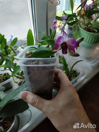 Редкий Дендробиум фаленопсис
