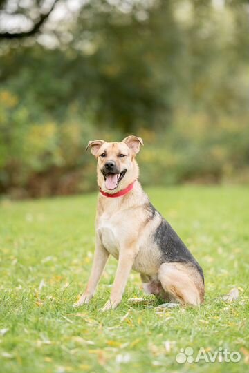 Собака мальчик Джерри 1,5 года