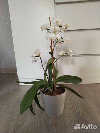 Орхидея фаленопсис мультифлора