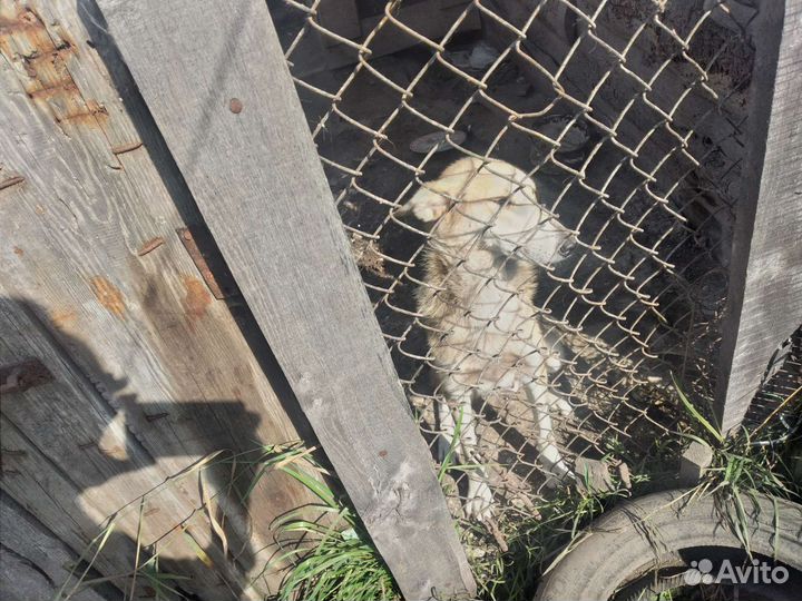 Щенки бесплатно