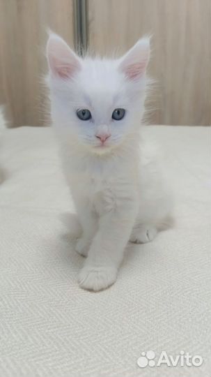 Котята мейн-кун белый