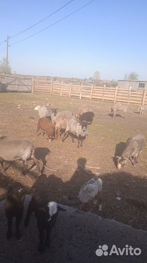 Продам овец