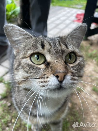 Чудесная кошка ищет дом