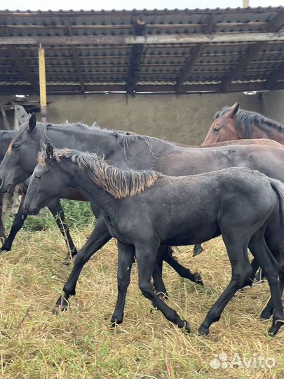 Кобылки карачаевской породы