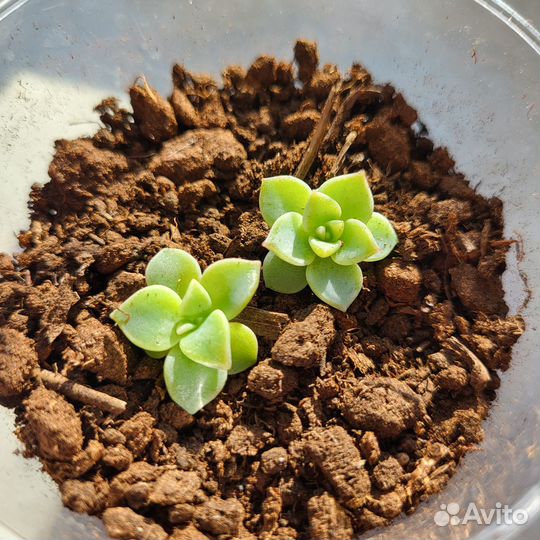 Эхеверия суккулент