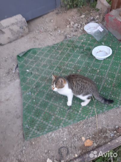 Бездомные котята