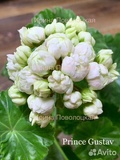 Пеларгонии сортовые