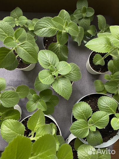 Мята в горшке