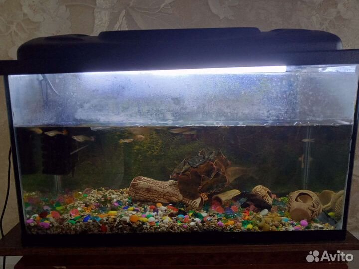 Аквариум