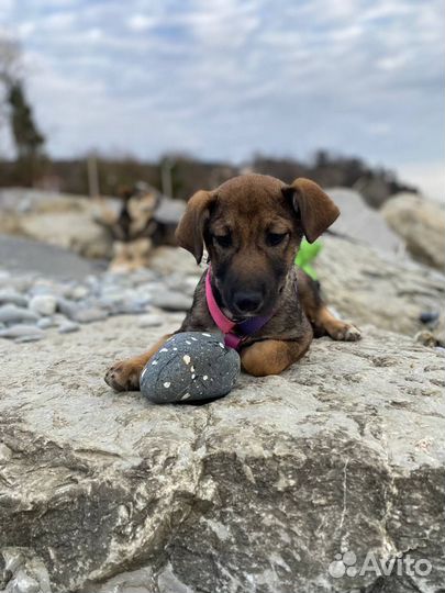 Щенок в добрые руки