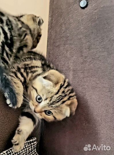 Шотландская