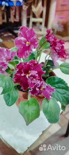 Сортовые фиалки