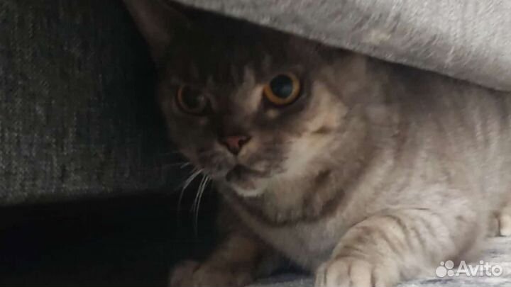 Потерял кота