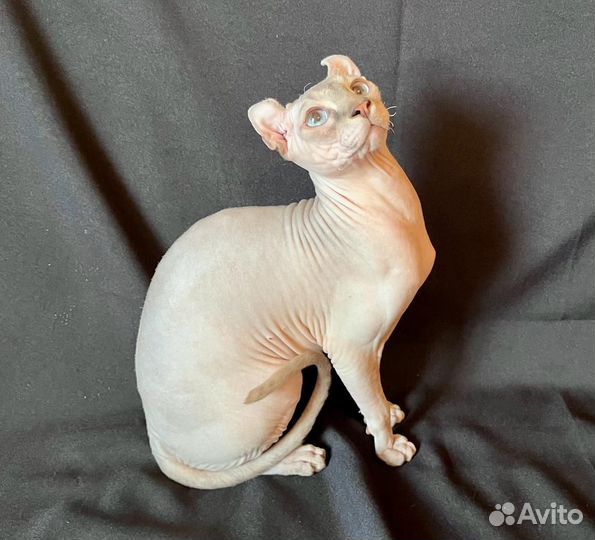 Мини пума, мальчик эльф в любимцы