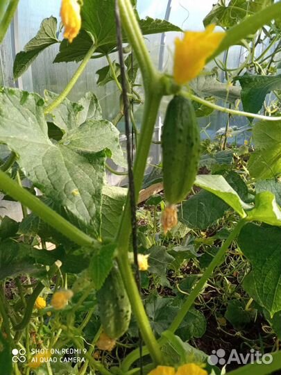 Огурцы свежие домашние только с грядки 8л