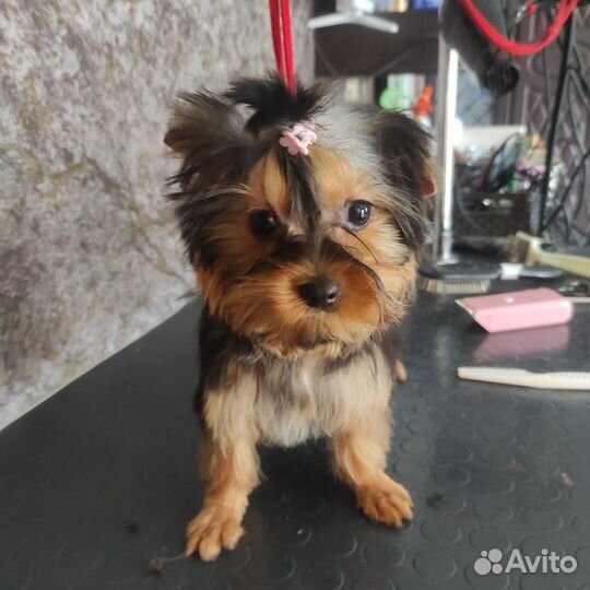 Девочки йорочки)