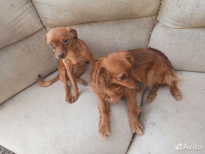 Маленькая собачка в добрые руки