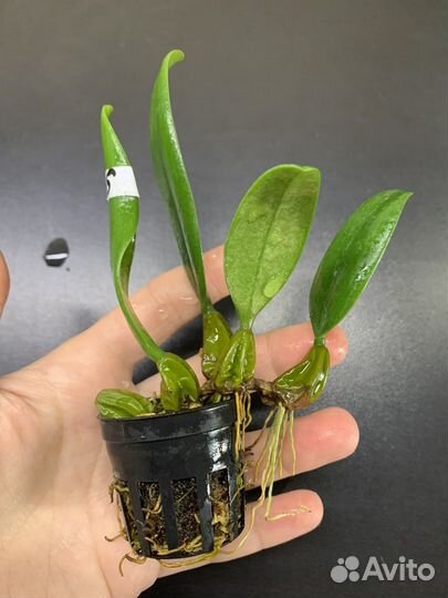 Мини орхидея Bulbophyllum Frostii hybrid