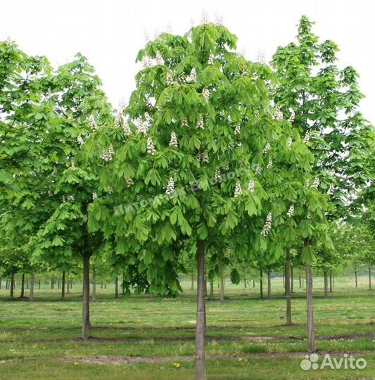 Каштан конский