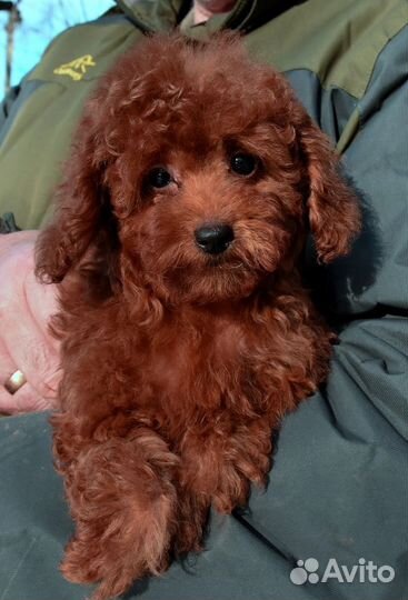 Той-пудель девочка с РКФ