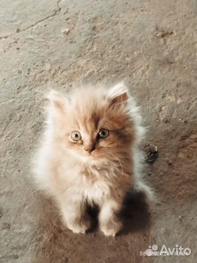 Британские котята