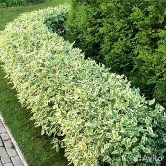 Дерен элегантиссимо