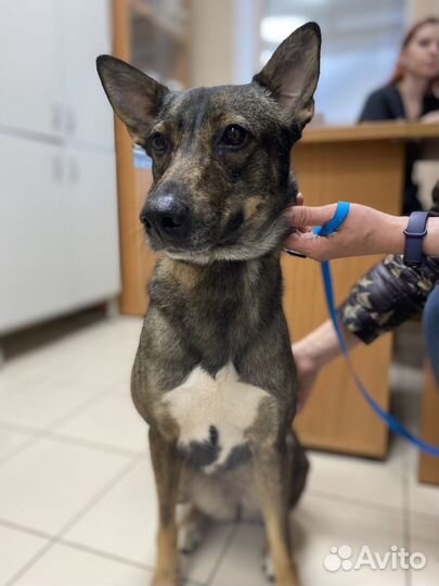 Муся ищет дом