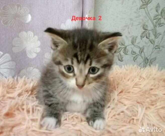 Котята в добрые руки