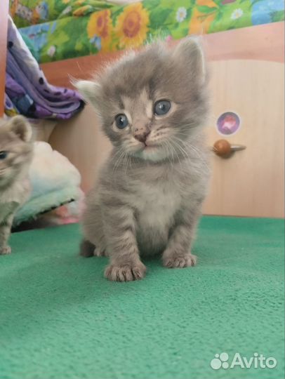 Кошка в дар сибирская