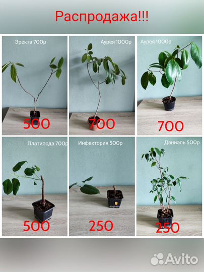 Сортовые фикусы