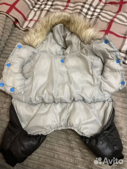 Одежда для собак