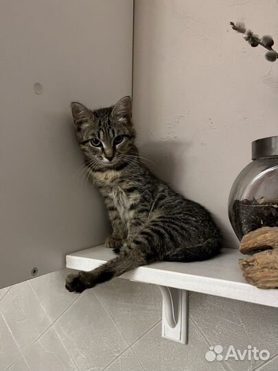 Котёнок (девочка) ищет дом