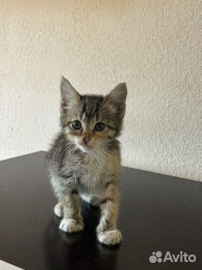 Трехцветная кошечка на счастье