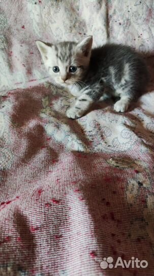 Котята