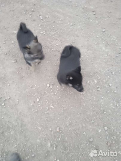 Лайка, щенки