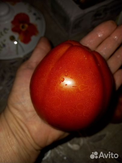 Рассада томатов/ помидор