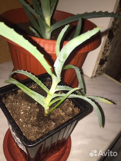 Растения Алоэ