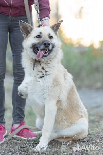 Собака в добрые руки