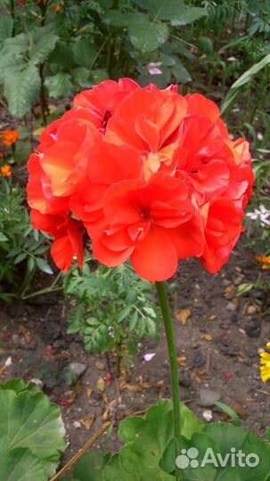 Герань сортовая