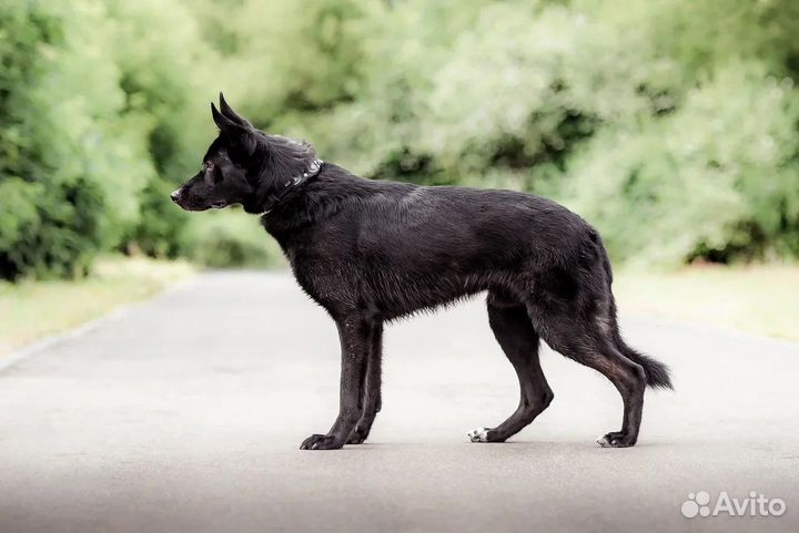Сириус метис черной овчарки в добрые руки
