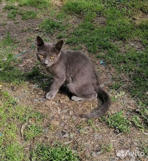 Котята в добрые руки бесплатно