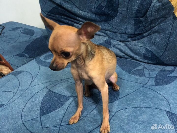 Случка бавсика