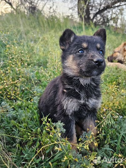 Собака щенок в добрые руки бесплатно