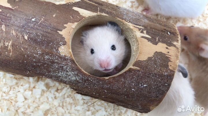 Сирийский хомяк