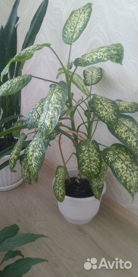 Дифенбахия