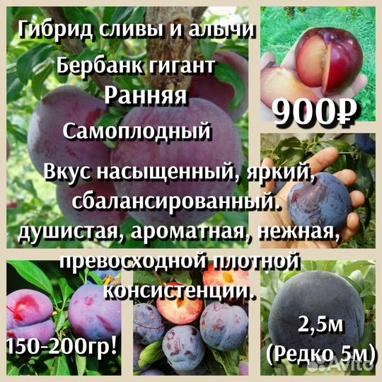 Гибриды плодовые 2ух летки