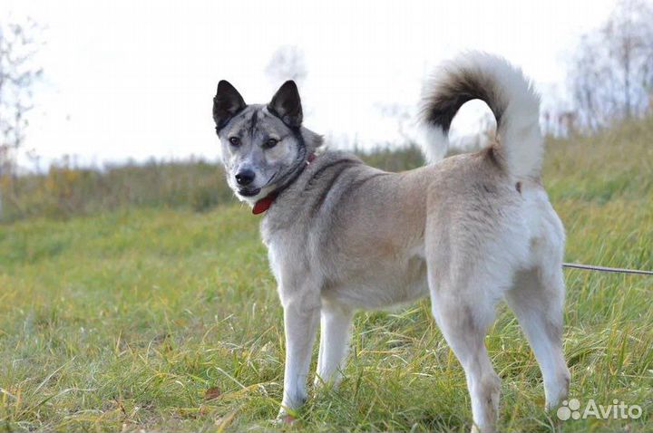 Западно сибирская лайка страдает в приюте
