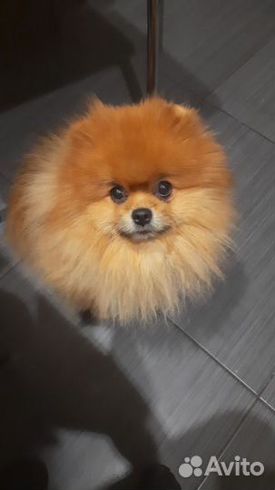 Померанский шпиц мини вязка