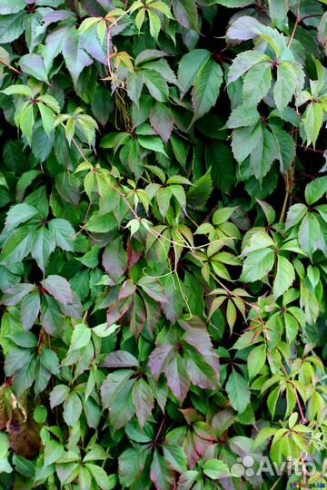 Лиана жимолость. Девичий виногрд