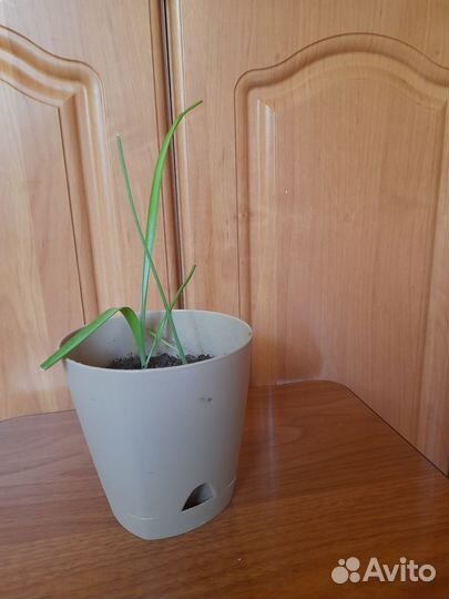 Индийский лук (Птицемлечник)